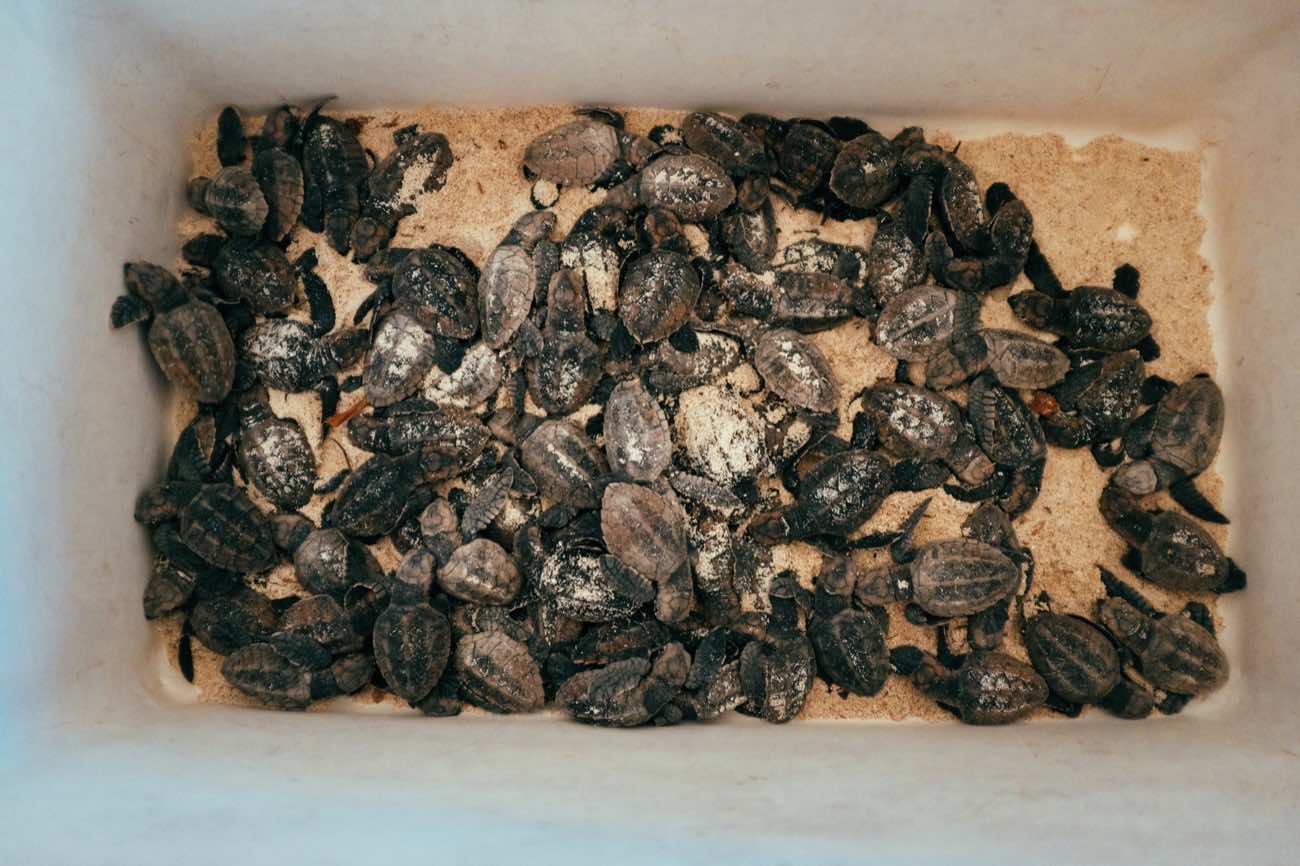 8 Excursion isla saona